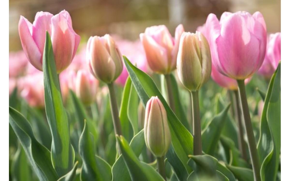 TOREK 12. marec - Dan sajenja cvetlic