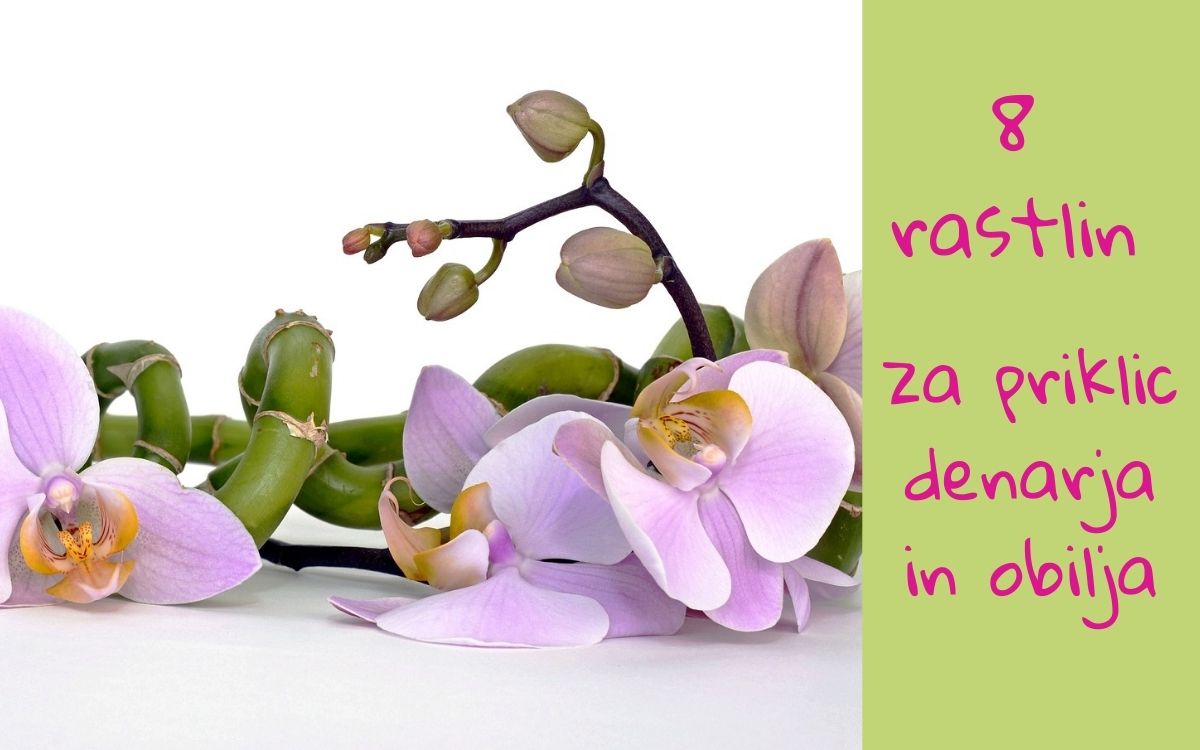 Feng shui rastline za pritok denarja in obilja