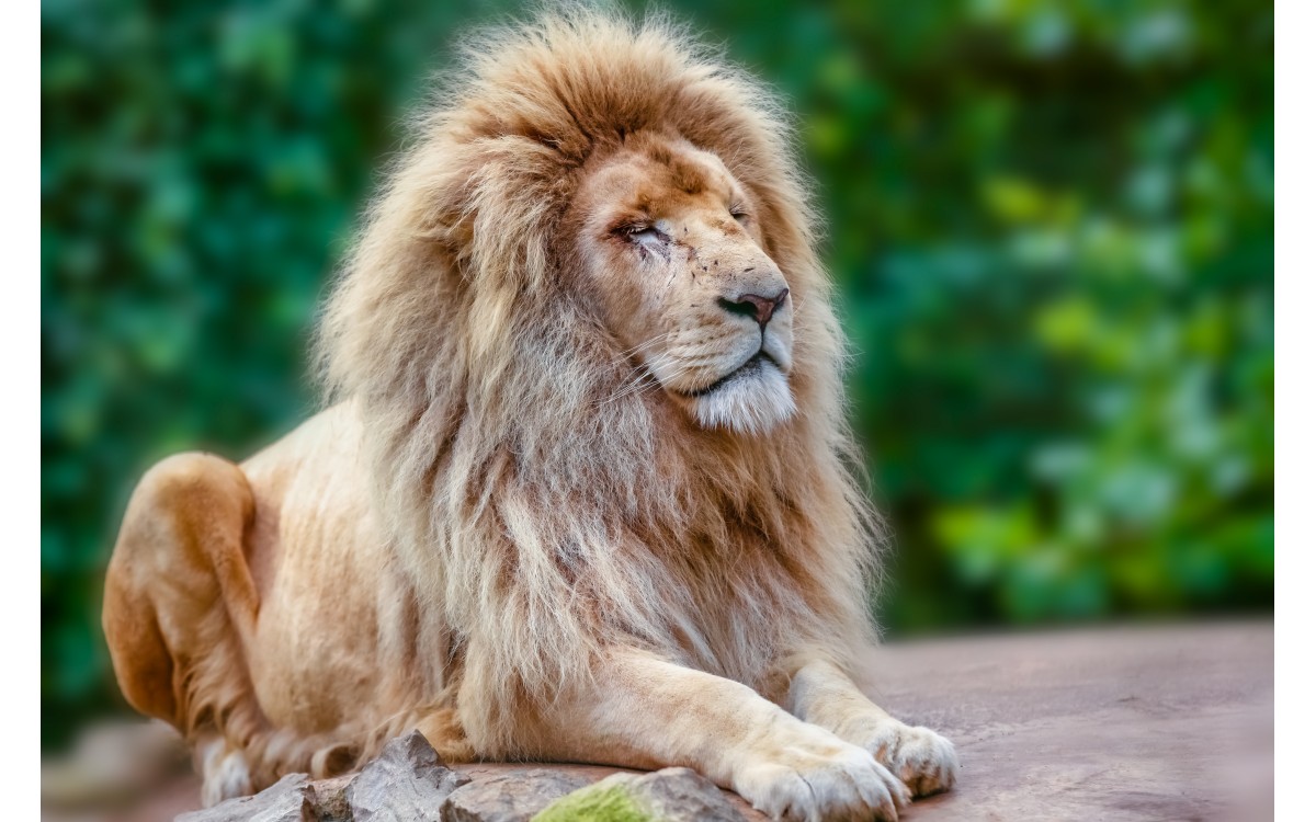 Vse, kar moraš vedeti o levih